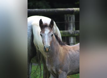 Pony Francese, Stallone, Puledri
 (03/2023), 145 cm, Grigio