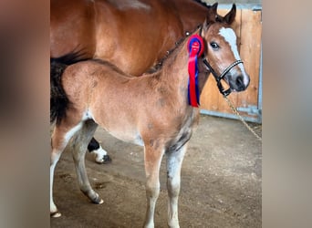 Pony Francese, Stallone, Puledri (05/2025), Baio