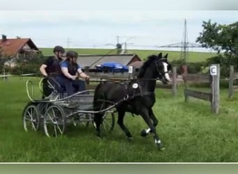 Pony Hackney, Castrone, 14 Anni, 130 cm