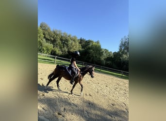 Pony Hackney, Castrone, 15 Anni, 127 cm, Baio