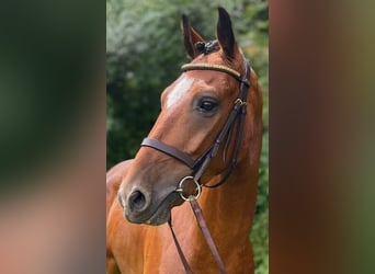 Pony Hackney, Castrone, 7 Anni, 143 cm, Baio