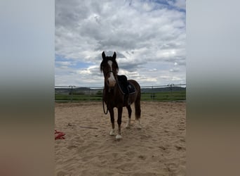 Pony Hackney, Castrone, 9 Anni, 123 cm, Sauro scuro