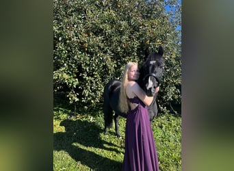 Pony Hackney, Giumenta, 16 Anni, 135 cm, Morello