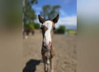 Pony Hackney Mix, Stallone, Puledri (05/2026), 133 cm, Baio