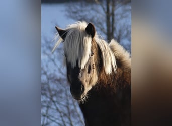 Pony Islandese, Castrone, 10 Anni, 138 cm, Baio scuro