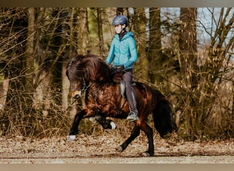 Pony Islandese, Castrone, 10 Anni, 140 cm, Baio