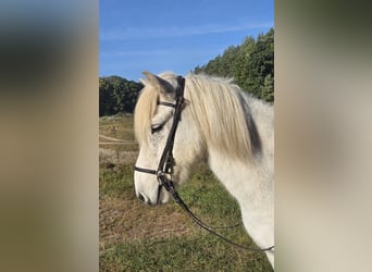 Pony Islandese, Castrone, 10 Anni, 140 cm, Grigio
