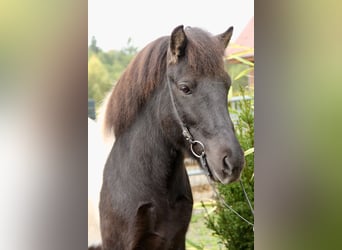 Pony Islandese, Castrone, 10 Anni, 140 cm, Pezzato