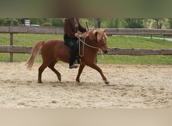Pony Islandese, Castrone, 10 Anni, 141 cm, Sauro
