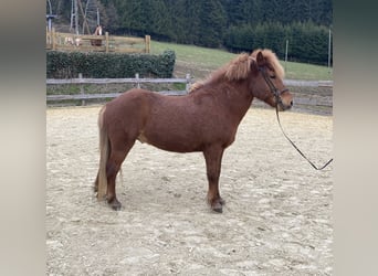 Pony Islandese, Castrone, 10 Anni, 141 cm, Sauro