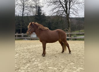 Pony Islandese, Castrone, 10 Anni, 141 cm, Sauro