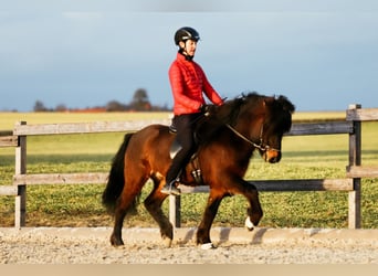 Pony Islandese, Castrone, 10 Anni, 142 cm, Baio