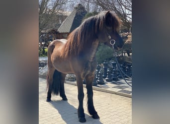 Pony Islandese, Castrone, 10 Anni, 142 cm, Morello