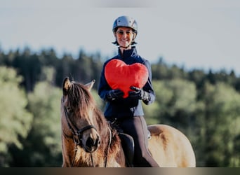 Pony Islandese, Castrone, 10 Anni, 142 cm, Pelle di daino