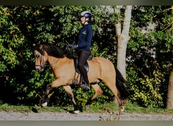 Pony Islandese, Castrone, 10 Anni, 142 cm, Pelle di daino