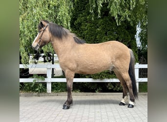 Pony Islandese, Castrone, 10 Anni, 144 cm, Falbo