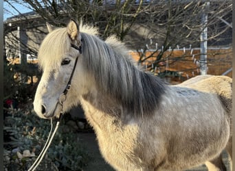 Pony Islandese, Castrone, 10 Anni, 147 cm, Grigio