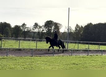 Pony Islandese, Castrone, 10 Anni, 147 cm, Morello