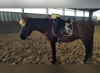Pony Islandese Mix, Castrone, 10 Anni, 150 cm, Morello