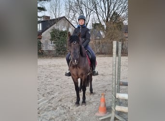 Pony Islandese Mix, Castrone, 10 Anni, 150 cm, Morello