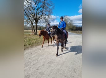 Pony Islandese Mix, Castrone, 10 Anni, 150 cm, Morello