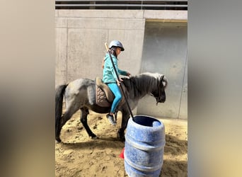 Pony Islandese, Castrone, 11 Anni, 135 cm, Roano blu