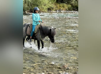 Pony Islandese, Castrone, 11 Anni, 135 cm, Roano blu