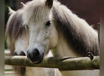 Pony Islandese, Castrone, 11 Anni, 140 cm, Grigio