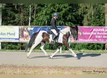 Pony Islandese, Castrone, 11 Anni, 140 cm, Pezzato