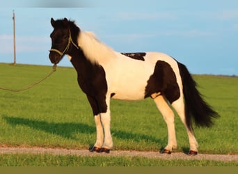 Pony Islandese, Castrone, 11 Anni, 140 cm, Pezzato