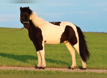 Pony Islandese, Castrone, 11 Anni, 140 cm, Pezzato