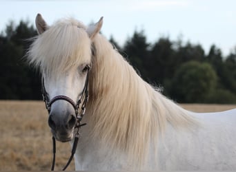 Pony Islandese, Castrone, 11 Anni, 141 cm, Grigio