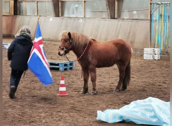 Pony Islandese, Castrone, 11 Anni, 141 cm, Sauro