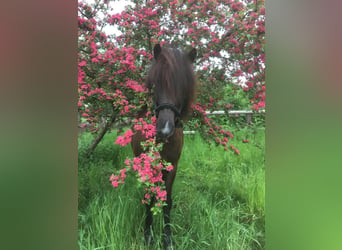 Pony Islandese, Castrone, 11 Anni, 144 cm, Morello