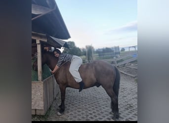 Pony Islandese, Castrone, 11 Anni, 145 cm, Baio