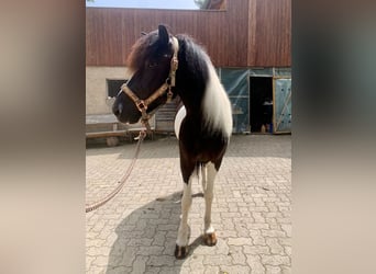 Pony Islandese, Castrone, 11 Anni, 145 cm, Pezzato
