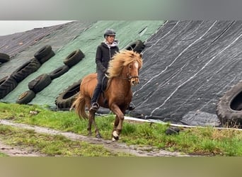 Pony Islandese, Castrone, 11 Anni, 145 cm, Sauro
