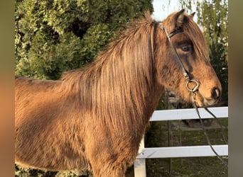 Pony Islandese, Castrone, 11 Anni, 146 cm, Baio