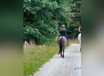 Pony Islandese Mix, Castrone, 11 Anni, 151 cm, Morello