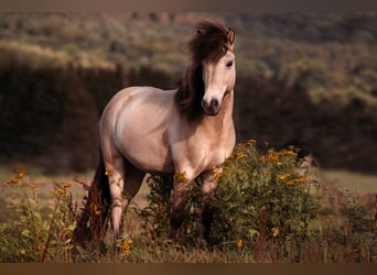 Pony Islandese, Castrone, 12 Anni, 133 cm, Pelle di daino
