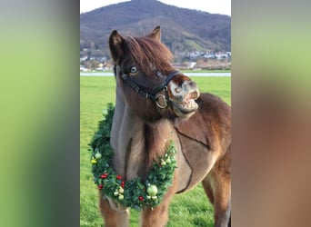 Pony Islandese, Castrone, 12 Anni, 135 cm, Baio