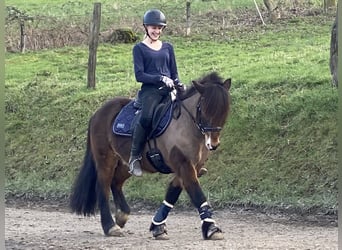 Pony Islandese, Castrone, 12 Anni, 135 cm, Baio