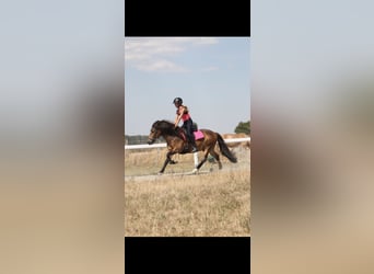 Pony Islandese, Castrone, 12 Anni, 135 cm, Baio