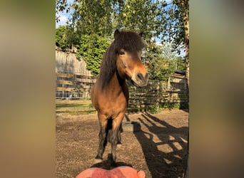 Pony Islandese, Castrone, 12 Anni, 136 cm, Baio