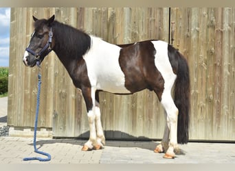 Pony Islandese Mix, Castrone, 12 Anni, 136 cm, Pezzato