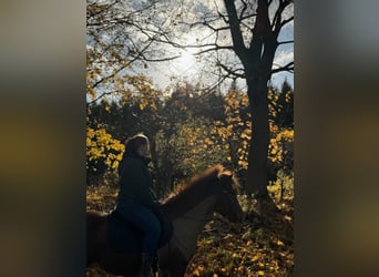 Pony Islandese, Castrone, 12 Anni, 136 cm, Sauro