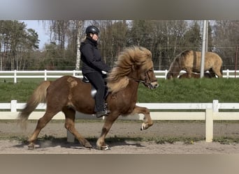 Pony Islandese, Castrone, 12 Anni, 137 cm, Sauro