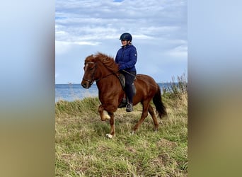 Pony Islandese, Castrone, 12 Anni, 137 cm, Sauro scuro