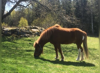 Pony Islandese, Castrone, 12 Anni, 138 cm, Sauro ciliegia