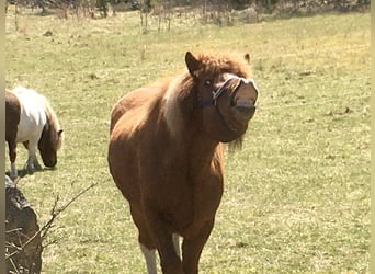 Pony Islandese, Castrone, 12 Anni, 138 cm, Sauro ciliegia